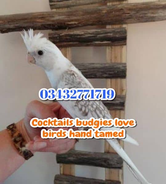 Color Love birds Cocktails budgies ringneck raw 0343-27717-19 7