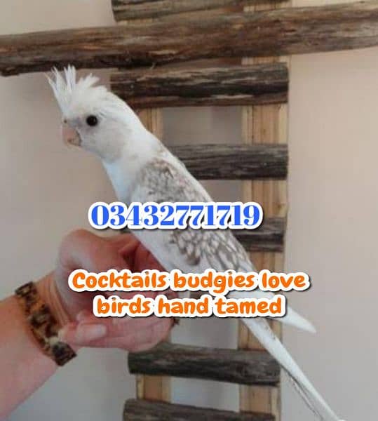 Color Love birds Cocktails budgies  0343-27717-19 8