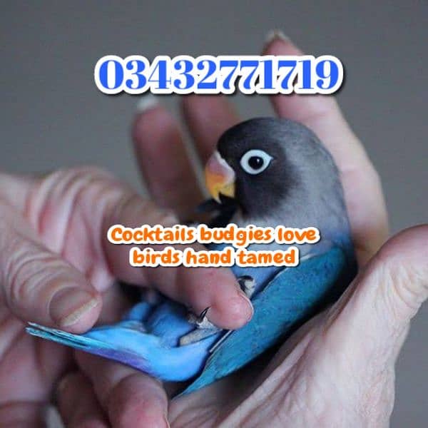 Color Love birds Cocktails budgies ringneck raw 0343-27717-19 1