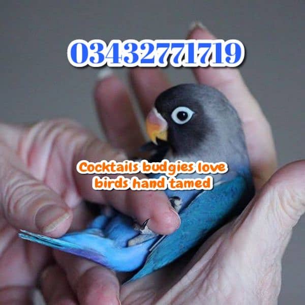 Color Love birds Cocktails budgies  0343-27717-19 3