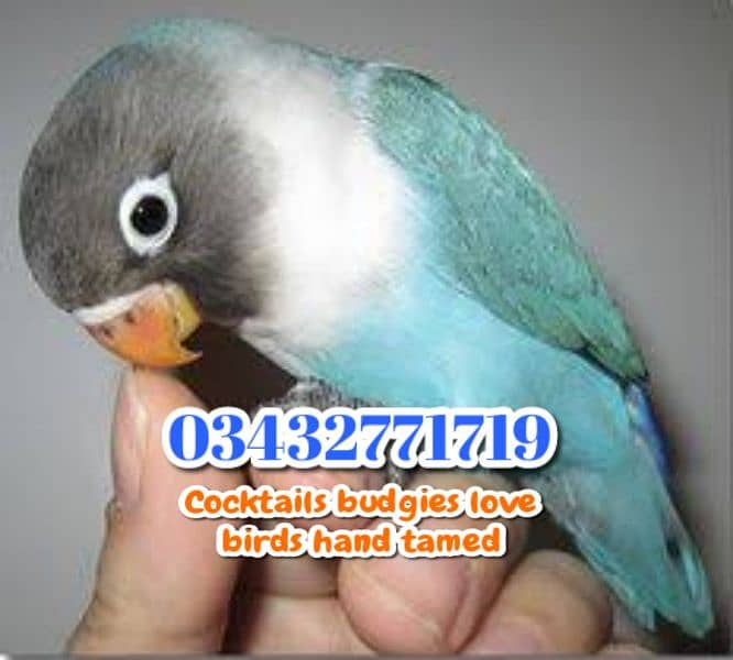 Color Love birds Cocktails budgies ringneck raw 0343-27717-19 6
