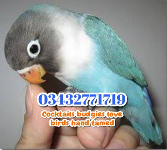 Color Love birds Cocktails budgies  0343-27717-19 7