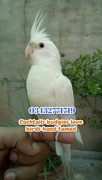 Color Love birds Cocktails budgies ringneck raw 0343-27717-19 10
