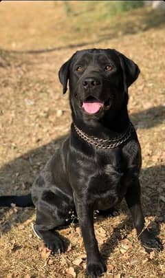 British Labrador Available for Stud