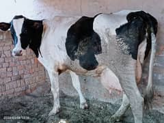 Australian Freezan Cow || Holstein Breed Cow