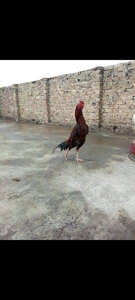 original Aseel location HARIPUR hazra03320508954 1 saal age ha