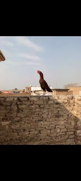 original Aseel location HARIPUR hazra03320508954 1 saal age ha — photo 2
