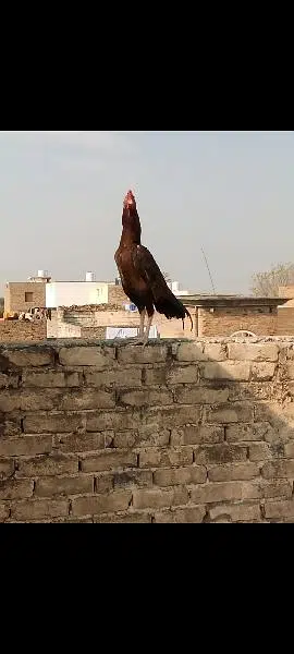 original Aseel location HARIPUR hazra03320508954 1 saal age ha — photo 5