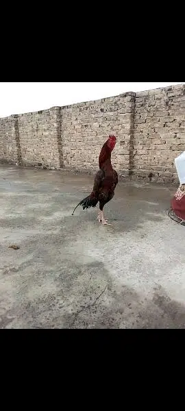 original Aseel location HARIPUR hazra03320508954 1 saal age ha — photo 6