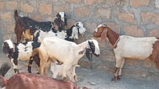 Beutiful and pregnent goats for Sale along with kids