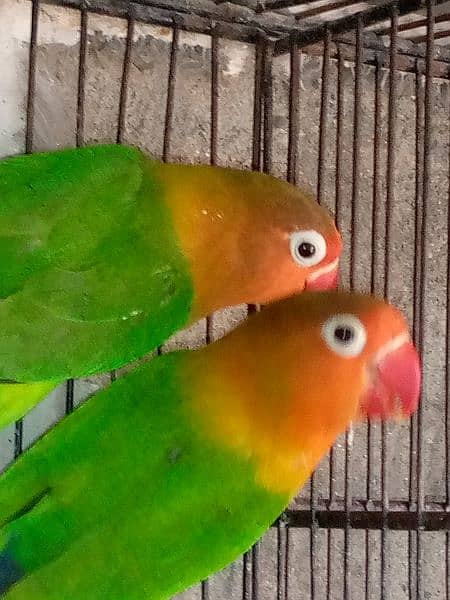fisher and color love birds 1