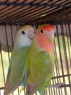 fisher and color love birds 0