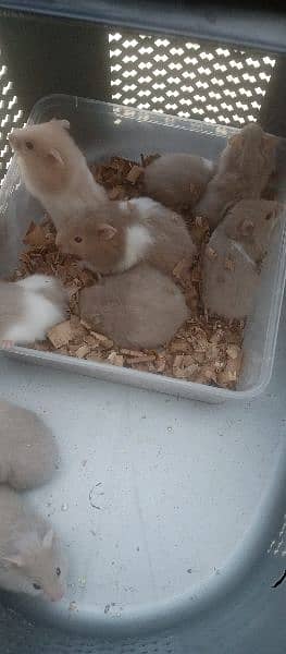 cute hamster babies 3