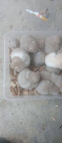 cute hamster babies 5