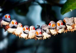 zebra finch colony pairs available for sale in lahore 450 pr pice 0