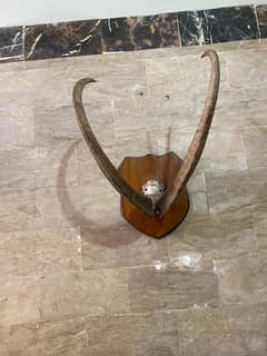 ibex horns for wall decoration