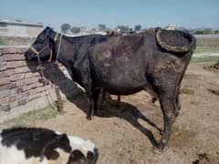 2 cows for sale 03005320826