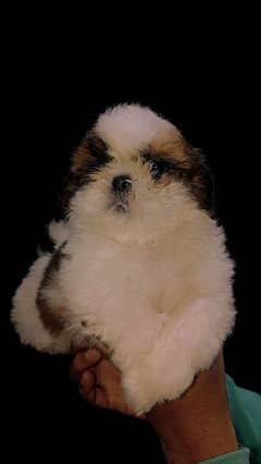 Shih tzu hot sale dog olx