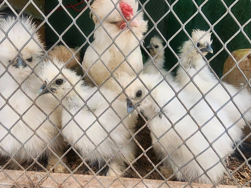 Black Silkie / Silky / Brahma Heavy/ White sultan / Ayam cemani 0