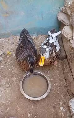 ducks egg laying pair available
