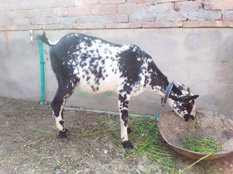 teddi bakri for sale breeder ha 3