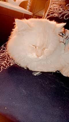 Male cat 8 Month old . White colur light brown shade 0
