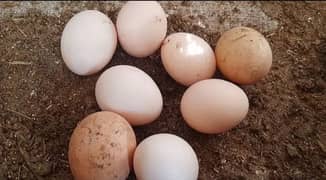 Pure Desi 100% fertile eggs home breed