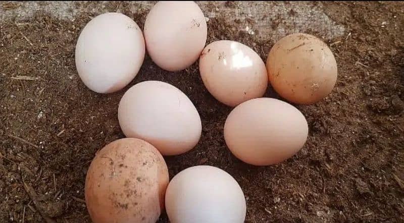 Pure Desi 100% fertile eggs home breed 0