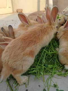 flamish rabbits bunnys 1pair 4000 ۔ age 45دیس male and female