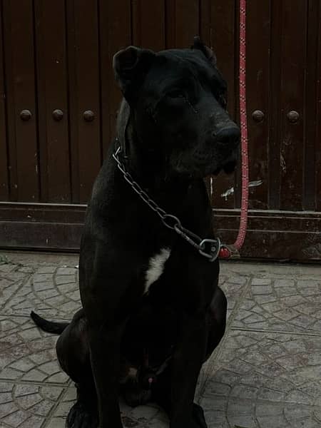 Cane corso best sale x bully