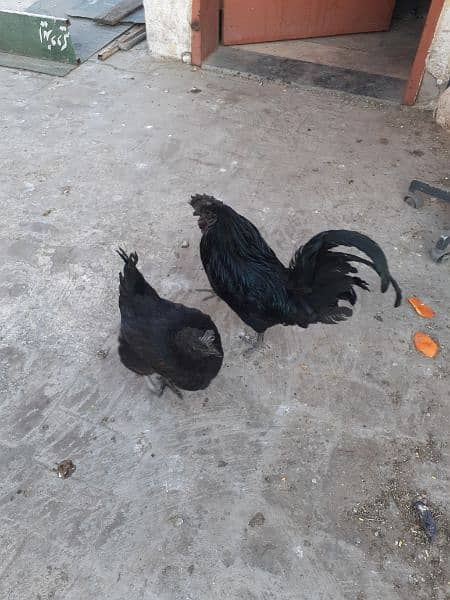 Ayam cemani gray tangue egg lying  pair 10