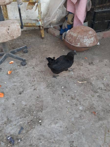 Ayam cemani gray tangue egg lying  pair 11
