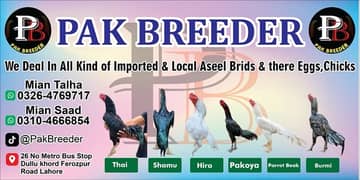 all kind of breeders available Shamu Thai Pakistani Assel