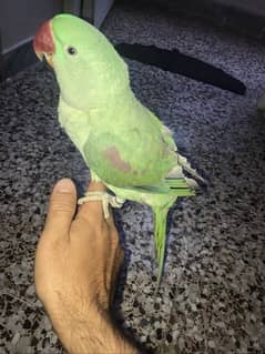 Raw Parrot With Cage