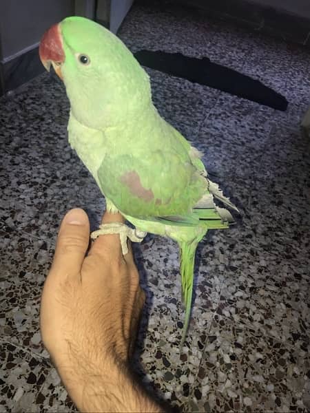 Raw Parrot With Cage 0