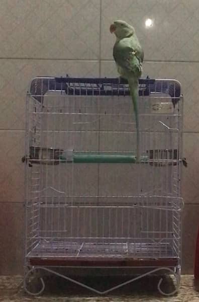 Raw Parrot With Cage 4