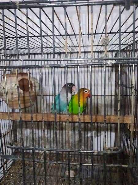 Green fisher male and blue Violet female 0