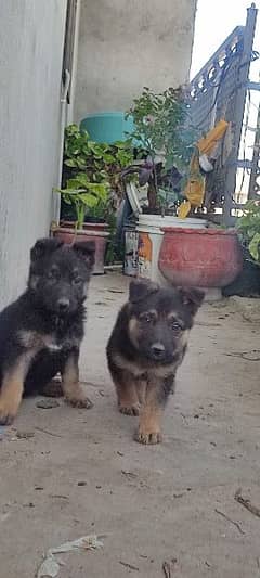 Dutch clearance shepherd olx