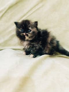 Persian female kitten Calico colour unique colour