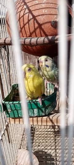Australian breeding parrot pairs