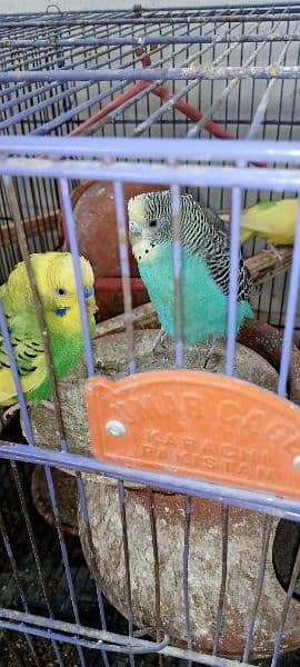 Australian breeding parrot pairs 1