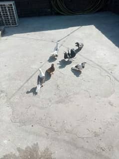 Fancy pigeons for sale/انکے علاوہ پروازی پرندہ 350 فی