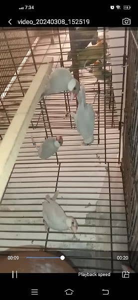 silver java breeder pairs available for sale in wah cantt with DNA 0
