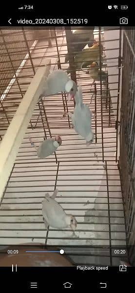 silver java breeder pairs available for sale in wah cantt with DNA 1