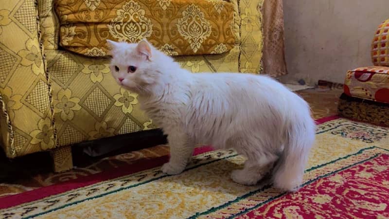 persian cat for sale 4