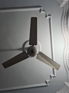 PAK FAN 56 INCH (ceiling fan)