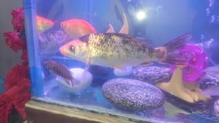 koi fish for sall  8 say 9 ince one pair  full active 3-03_09-65250