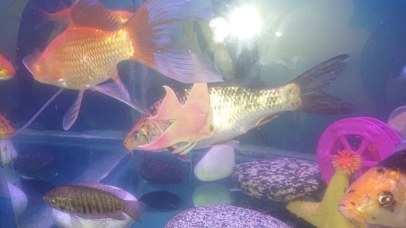 koi fish for sall  8 say 9 ince one pair  full active 03-03_09-65250 1