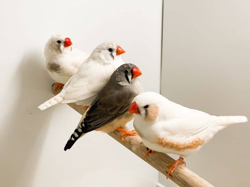 zebra finch breeder pairs available for sale in lahore 425 pr pice 0