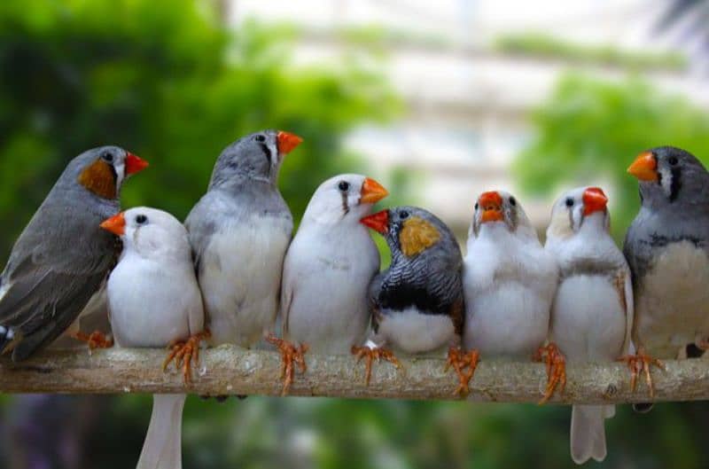 zebra finch breeder pairs available for sale in lahore 425 pr pice 1